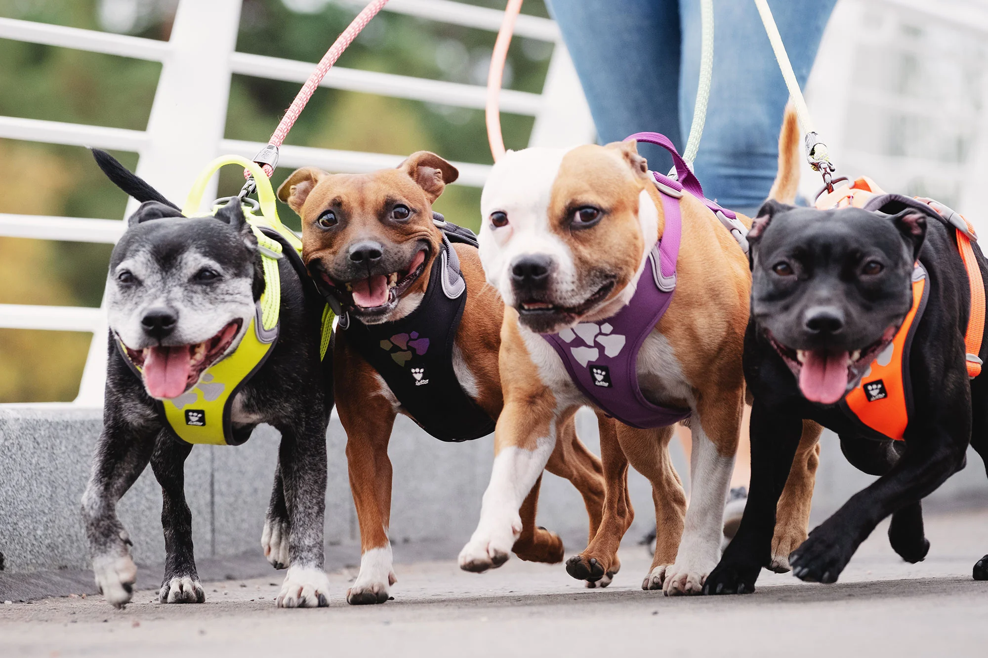 Výpredaj obojkov a postrojov HURTTA